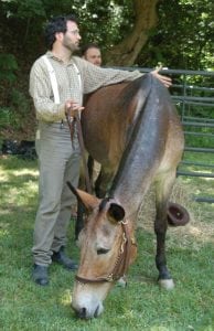 C&O Canal Mule