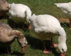 Button-Farm-Geese