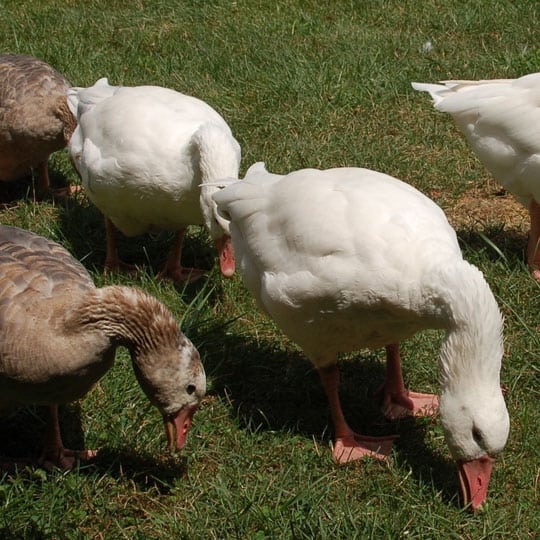 Button-Farm-Geese