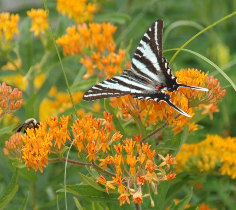 Wings of Fancy Opens at Brookside Gardens Heritage Tourism Alliance